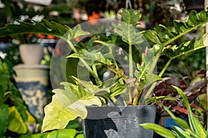 Philodendron Ring of Fire variegated or also know as Jungle Boogie