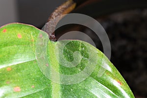 Philodendron rojo congo infested with thrips