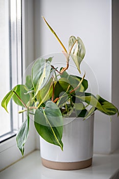 Philodendron Scandens Brasil plant in ceramic flowerpot on windowsill at home.