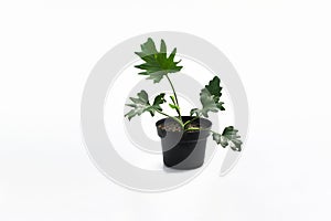 Philodendron selloum on black pot isolated on white background. Close-up view of tropical leaves. houseplant for home decor