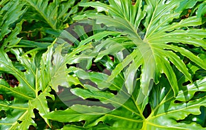 Philodendron selloum leaves.Pattern of a green tropical plant for interior decor. Jungle, botany, vegetation concept.