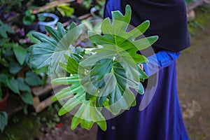 Philodendron selloum plant on hand in the backyard. Tropical houseplant stock images.