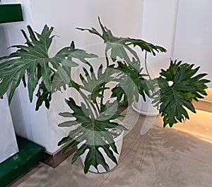 Philodendron selloum photo