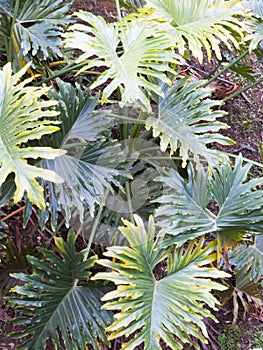 Philodendron selloum in shaded tropical garden with lush green foliage.