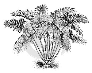 Philodendron Selloum vintage illustration