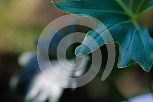 Philodendron selloum on white pot in the garden. Tropical Houseplant stock images