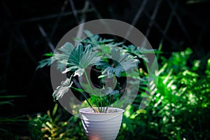 Philodendron selloum on white pot in the garden. Tropical Houseplant stock images