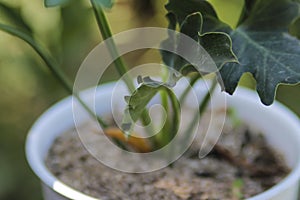 Philodendron selloum on white pot in the garden. Tropical Houseplant stock images