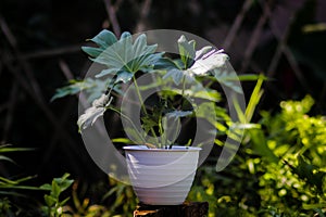 Philodendron selloum on white pot in the garden. Tropical Houseplant stock images