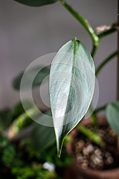 Philodendron silver sword philodendron hastatum leaf.