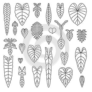 Philodendron species leaf line icons set