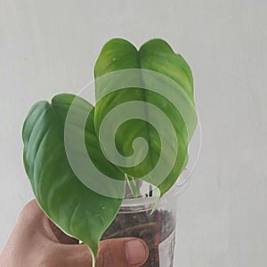 Philodendron Tenue on hand photo