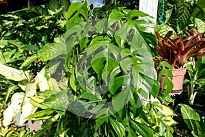 Philodendron tetrasperma leaves in the garden