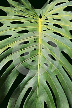 Philodendron, A Tropial Plant (Love Tree)