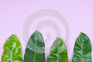 Philodendron tropical leaf