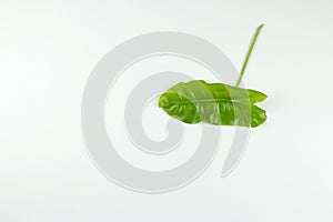 Philodendron tropical leaf on white background.