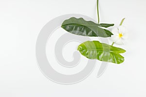 Philodendron tropical leaves on white background.
