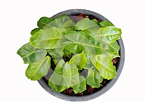 Philodendron with waterdrops growth in flowerpot on isolated