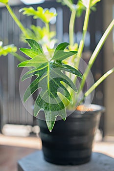 Philodendron xanadu croat on black plastic pots in the front yard. Mayo & J.Boos, Water Houseplant in the garden