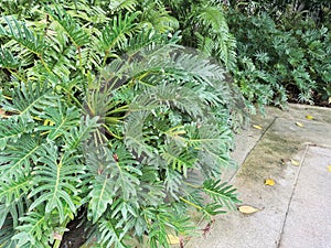 Philodendron xanadu in the garden