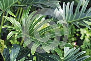 Philodendron Xanadu in the garden