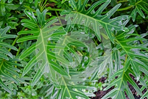 Philodendron xanadu in the garden, green tropical plant, leaves make it a popular foliage house plant, Air purification tree