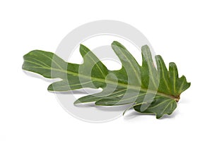 Philodendron Xanadu leaf isolated