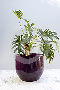 Philodendron Xanadu plant in a ceramic pot closeup view