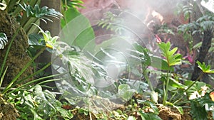 Philodendron xanadu plant with foggy spray in tropical garden