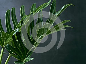 Philodendron xanadu plant leaf the tropical