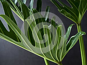 Philodendron xanadu plant leaf the tropical