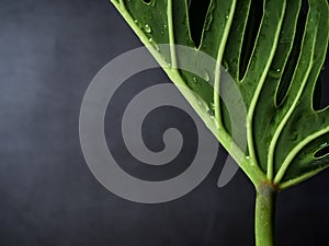 Philodendron xanadu plant leaf the tropical