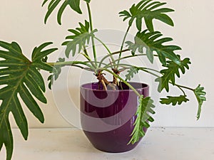 Philodendron Xanadu plant potted in a beautiful ceramic pot with white background