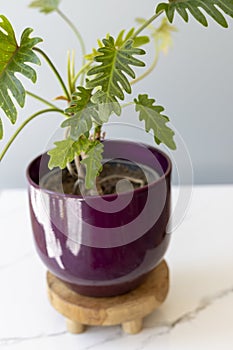 philodendron xanadu plant in a purple ceramic pot