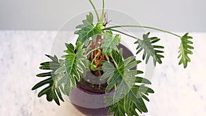 Philodendron xanadu plant in purple flowerpot