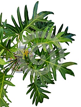 A Philodendron Xanadu in white flower pot isolated on white background.