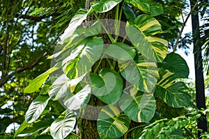 Philodendron with yellow variegation climbs along the trunk of a tropical tree in a humid jungle forest in Thailand