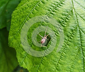 Philodromus albidus. Spider. Insect. Arthropoda.