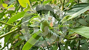 Philogramma menephron or privet hawk moth which is a pest of ylang ylang or cananga ondo flower trees