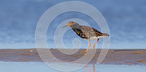 Philomachus pugnax / Calidris pugnax - Ruff