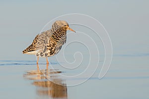 Philomachus pugnax / Calidris pugnax - Ruff