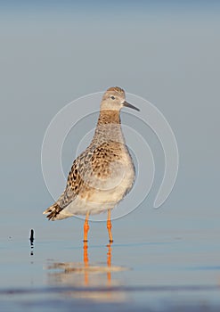 Philomachus pugnax / Calidris pugnax - Ruff