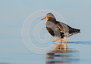 Philomachus pugnax / Calidris pugnax - Ruff