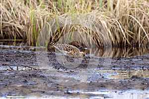 Philomachus pugnax. Female Ruff in spring in the tundra in northern Siberia