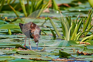 Philomachus pugnax in natural habitat, Romania