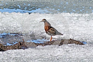 Philomachus pugnax. Ruff in breeding plumage in Northern Siberia among a dwindling lake