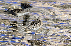 Philomachus pugnax. Ruffs in the late summer among the waves on