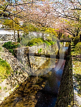 Philosopher's path, Kyoto, Japan 4