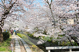 Philosopher`s Walk Tetsugaku-no-michi in Kyoto, Japan. It is a pedestrian path that follows a cherry-tree-lined canal in Kyoto