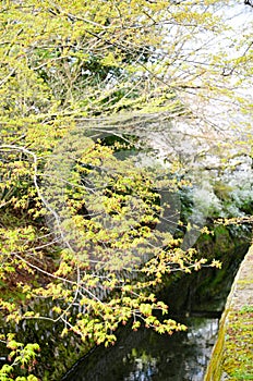 Philosopher`s Walk ,or Tetsugaku-no-Michi, with Verdure in Spring, Kyoto